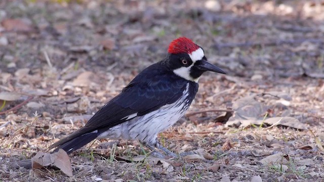 Acorn Woodpecker (Acorn) - ML201760051