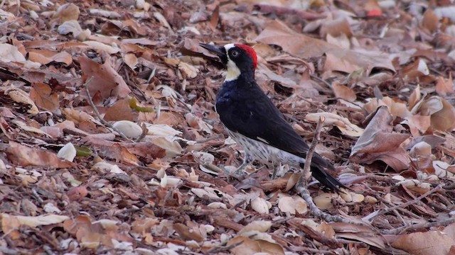 Acorn Woodpecker (Acorn) - ML201760061