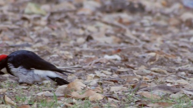Acorn Woodpecker (Acorn) - ML201760071