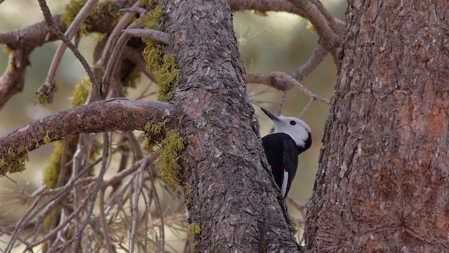 White-headed Woodpecker - ML201760181