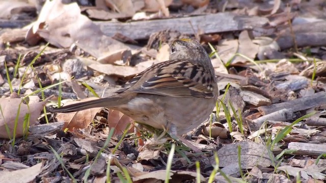 Golden-crowned Sparrow - ML201760221