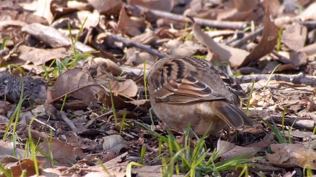 Golden-crowned Sparrow - ML201760231
