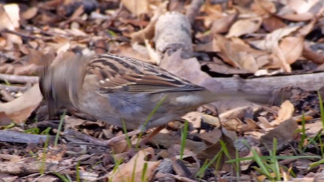 Golden-crowned Sparrow - ML201760241