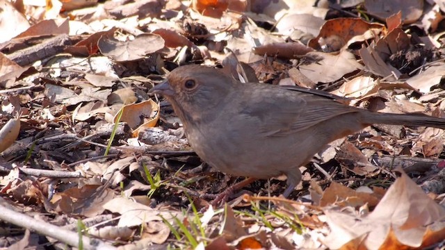 California Towhee - ML201760251