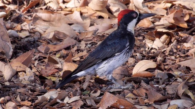 Carpintero Bellotero (grupo formicivorus) - ML201760271