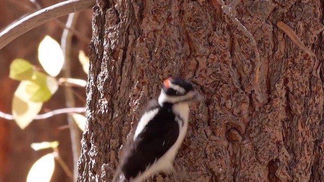 Hairy Woodpecker (Pacific) - ML201760281