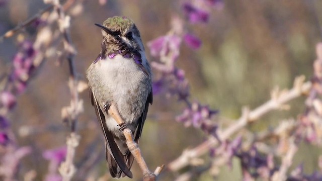 Costa's Hummingbird - ML201760571