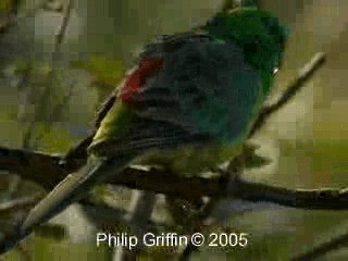 Red-rumped Parrot - ML201760621