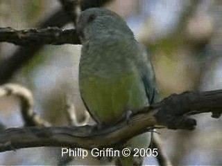 Red-rumped Parrot - ML201760631