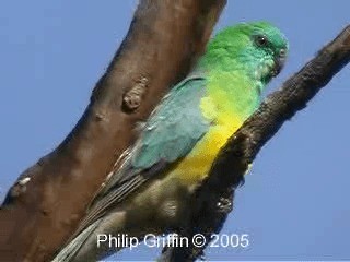 Red-rumped Parrot - ML201760641