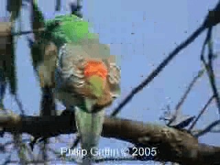 Red-rumped Parrot - ML201760651