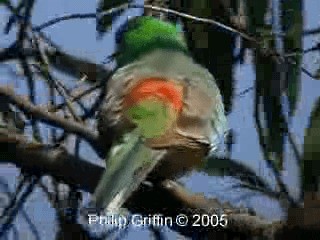 Red-rumped Parrot - ML201760661