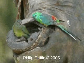 Red-rumped Parrot - ML201760671