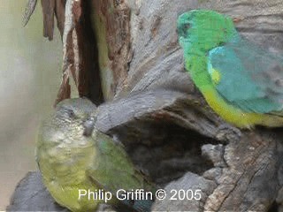 Red-rumped Parrot - ML201760681