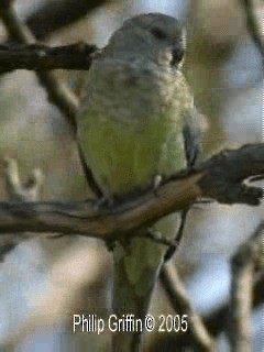 Red-rumped Parrot - ML201760691