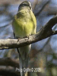 Red-rumped Parrot - ML201760701