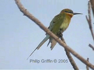 Blue-tailed Bee-eater - ML201760871