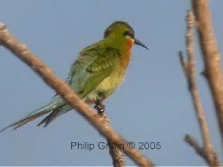 Blue-tailed Bee-eater - ML201760881