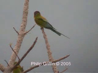 Blue-tailed Bee-eater - ML201760891