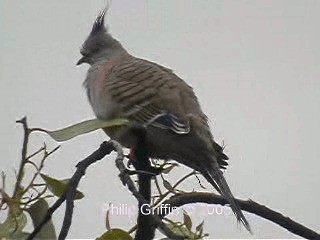 Crested Pigeon - ML201761141