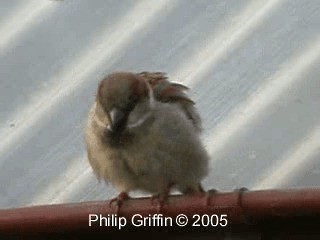 House Sparrow - ML201761181