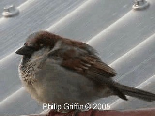 House Sparrow - ML201761211