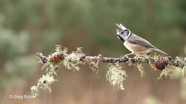Crested Tit - ML201761291