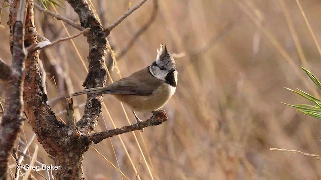 Crested Tit - ML201761301
