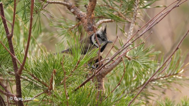 Crested Tit - ML201761311
