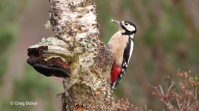 Great Spotted Woodpecker (Great Spotted) - ML201761321