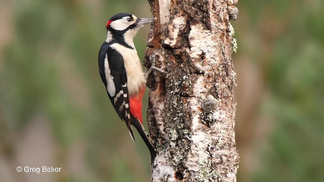 Great Spotted Woodpecker (Great Spotted) - ML201761331