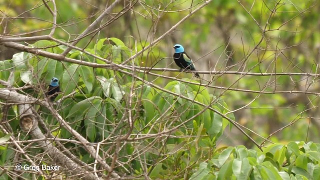 Blue-necked Tanager - ML201761611