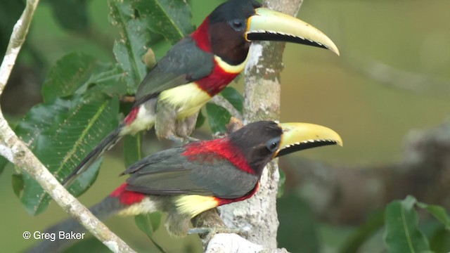 Red-necked Aracari (Western) - ML201761821