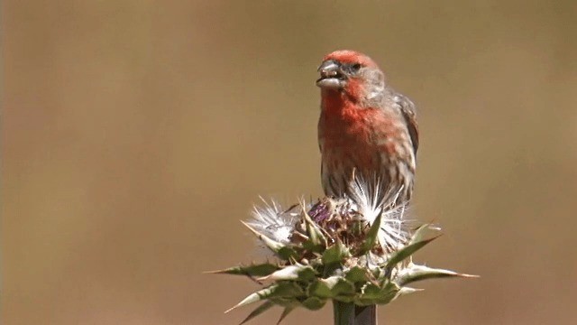 House Finch (Common) - ML201762531
