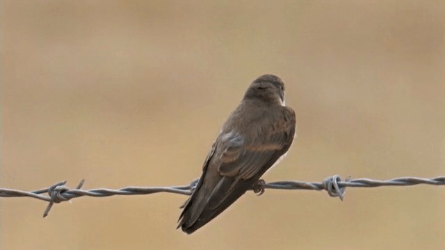 Northern Rough-winged Swallow (Northern) - ML201762581