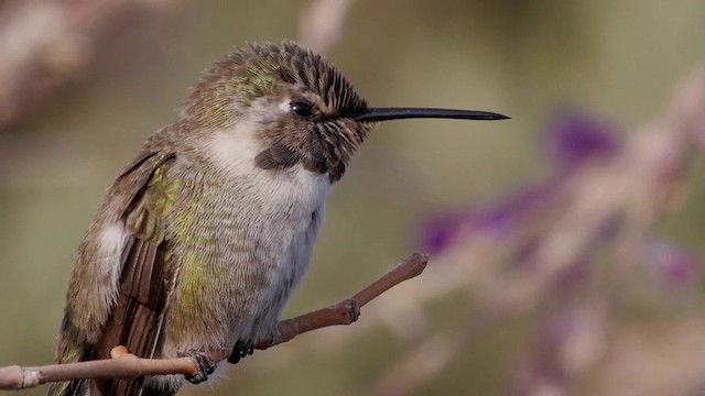 Costa's Hummingbird - ML201762741