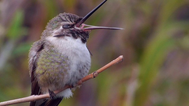 Costa's Hummingbird - ML201762811