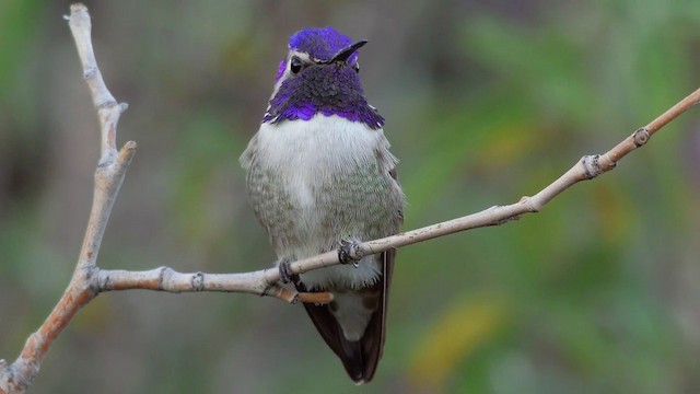 Costa's Hummingbird - ML201762861
