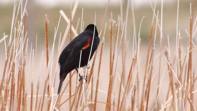 Red-winged Blackbird (Red-winged) - ML201763191