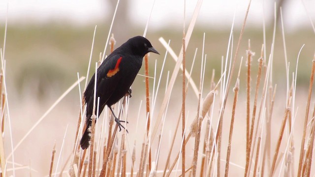 Red-winged Blackbird (Red-winged) - ML201763201