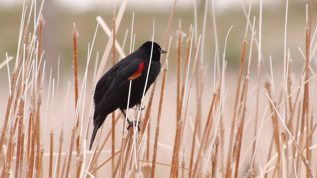 Red-winged Blackbird (Red-winged) - ML201763211