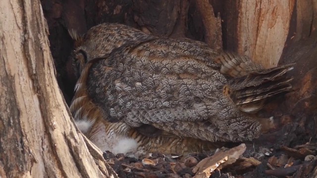 Great Horned Owl - ML201763231