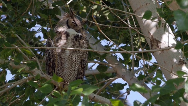 Great Horned Owl - ML201763261
