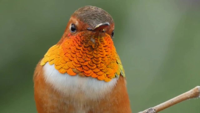 Rufous Hummingbird - ML201763341