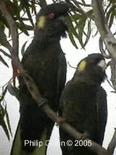 Yellow-tailed Black-Cockatoo - ML201763441