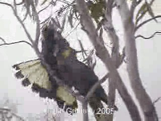 Yellow-tailed Black-Cockatoo - ML201763451
