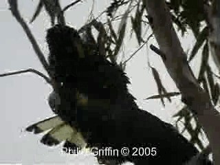 Yellow-tailed Black-Cockatoo - ML201763461