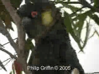 Yellow-tailed Black-Cockatoo - ML201763481