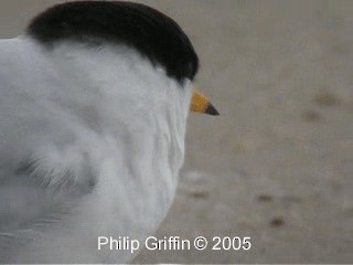 Australian Fairy Tern - ML201763531
