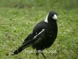 Australian Magpie (Black-backed) - ML201763541
